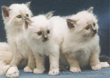 3 neugierige Kätzchen